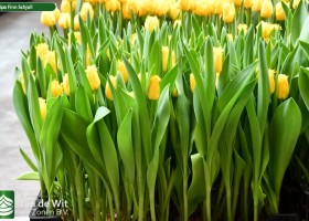 Tulipa Finn Schjoll (1)